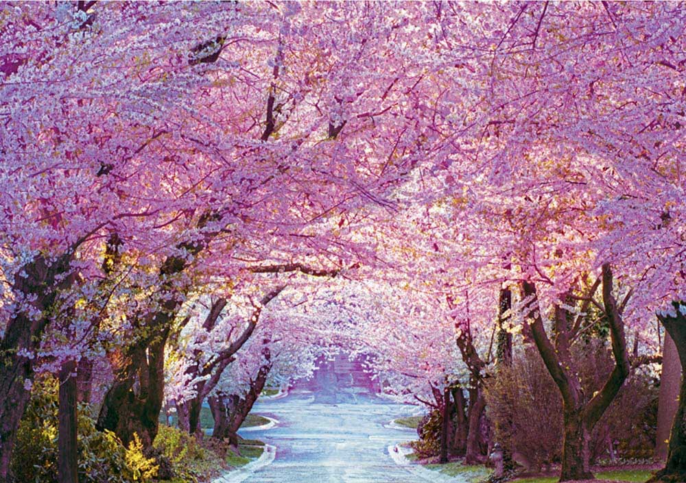 Cherry Blossom Road Flower & Garden Jigsaw Puzzle