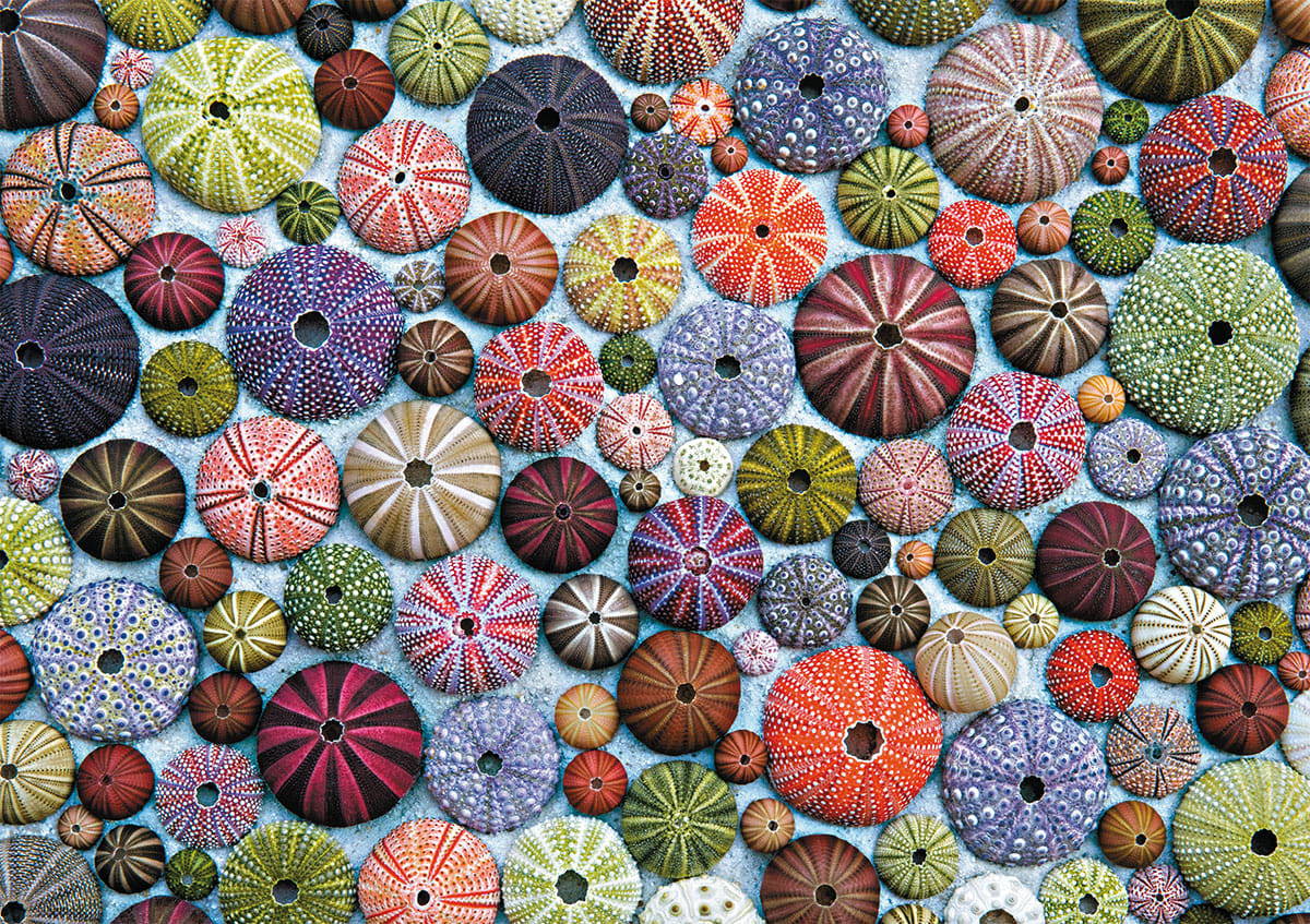 Sea Urchins Pattern & Geometric