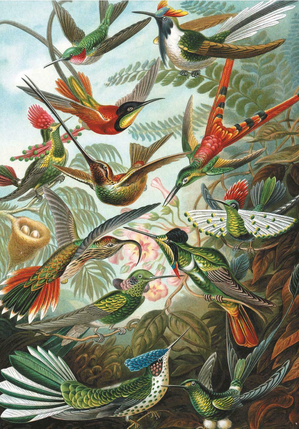 Hummingbirds Birds Jigsaw Puzzle