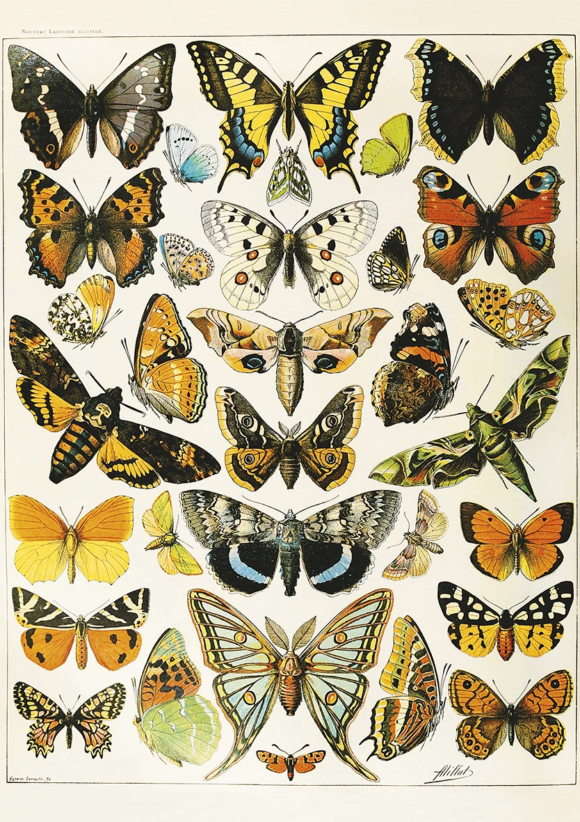 Butterflies and Moths Butterflies and Insects