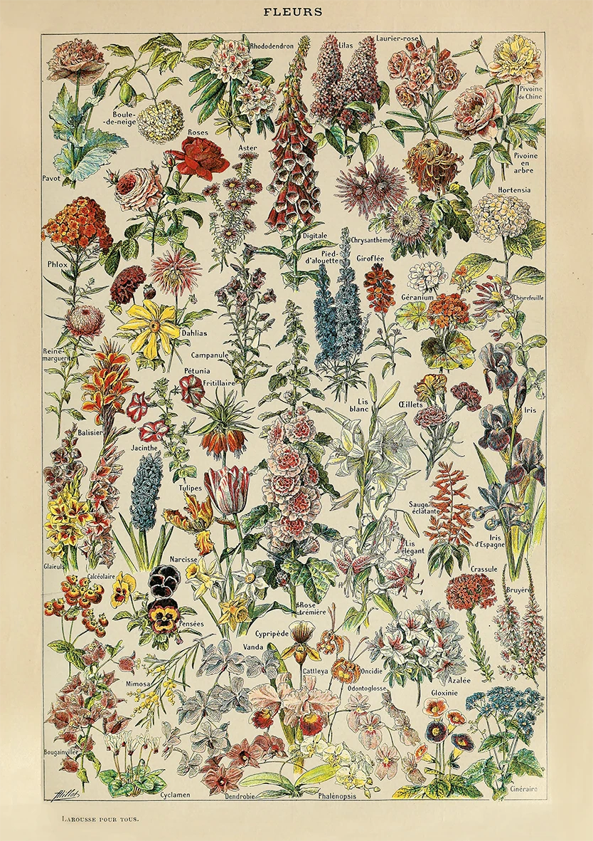 Fleurs Flower & Garden
