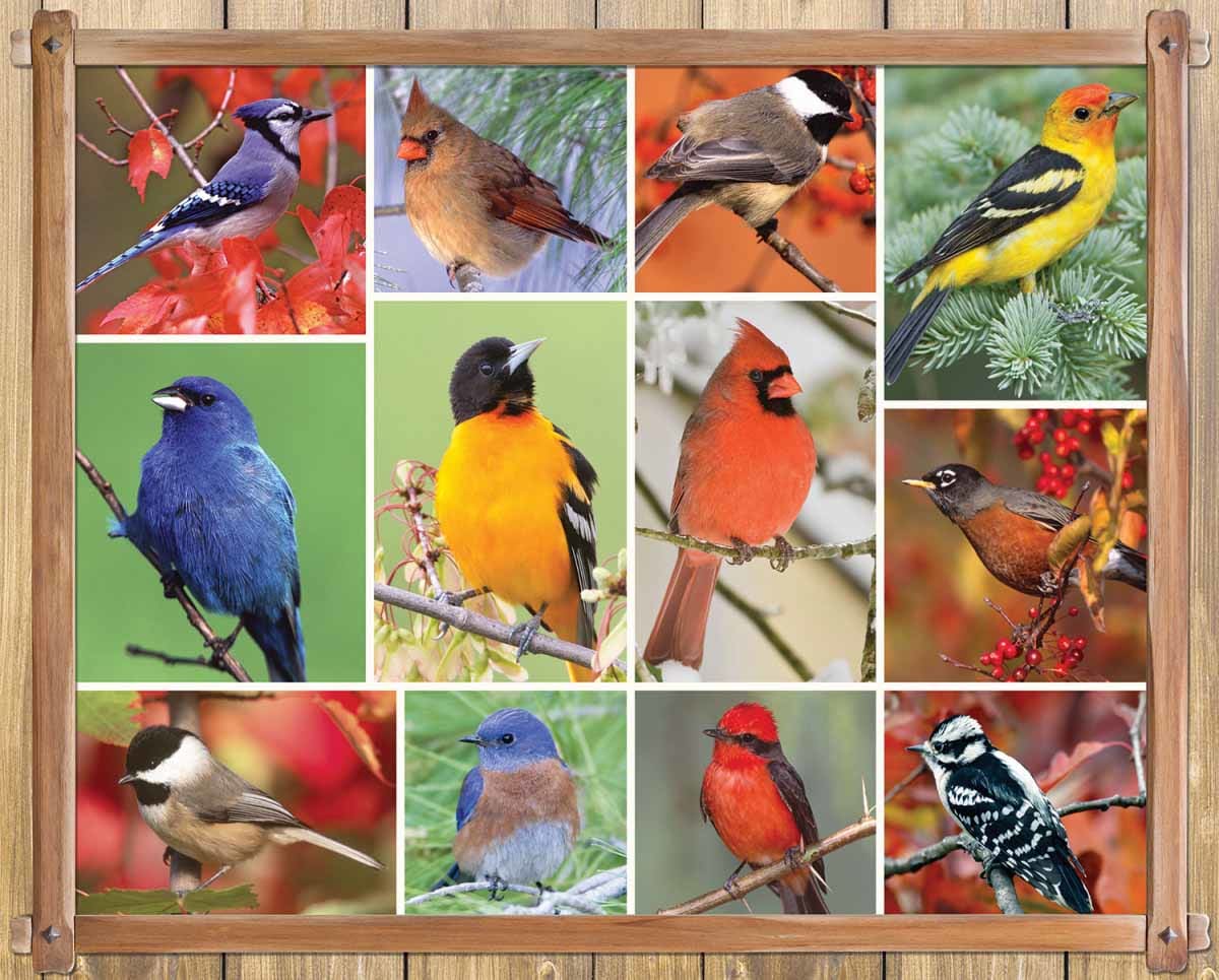 Songbirds - Scratch and Dent Birds