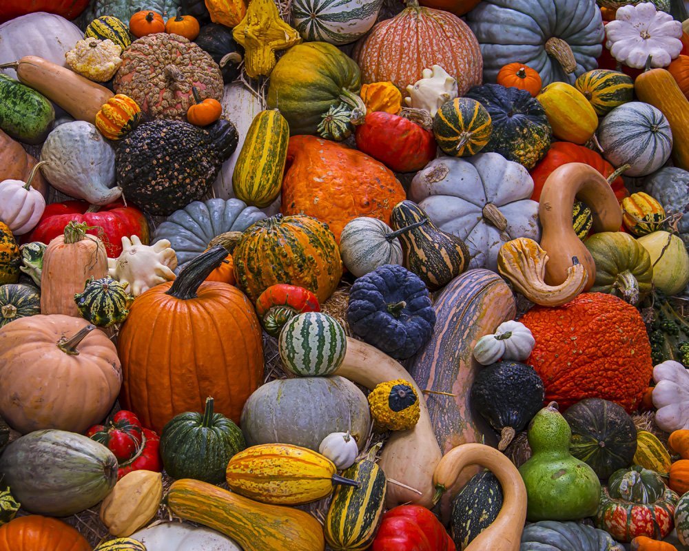 Autumn Harvest - Scratch and Dent Fall