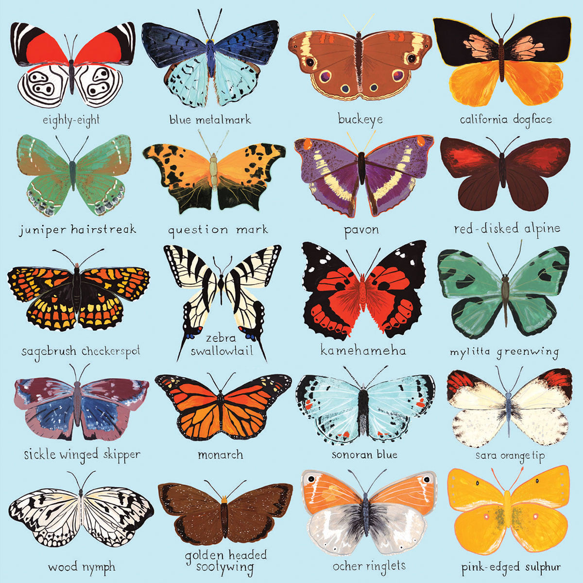 Butterflies of North America Butterflies and Insects