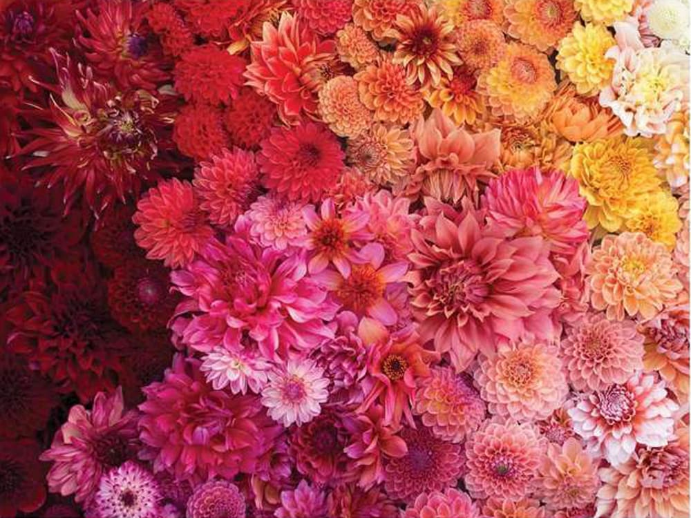 Floret Farm's Cut Flower Garden