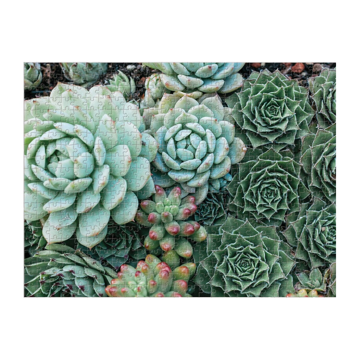 Succulent Garden