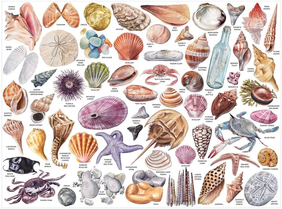 Beachcomber's Companion Summer