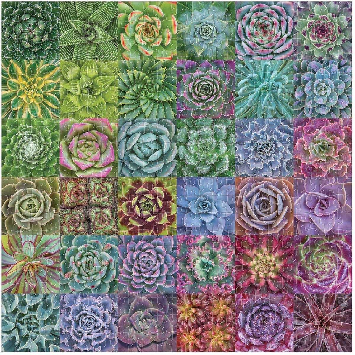 Succulent Spectrum Flower & Garden