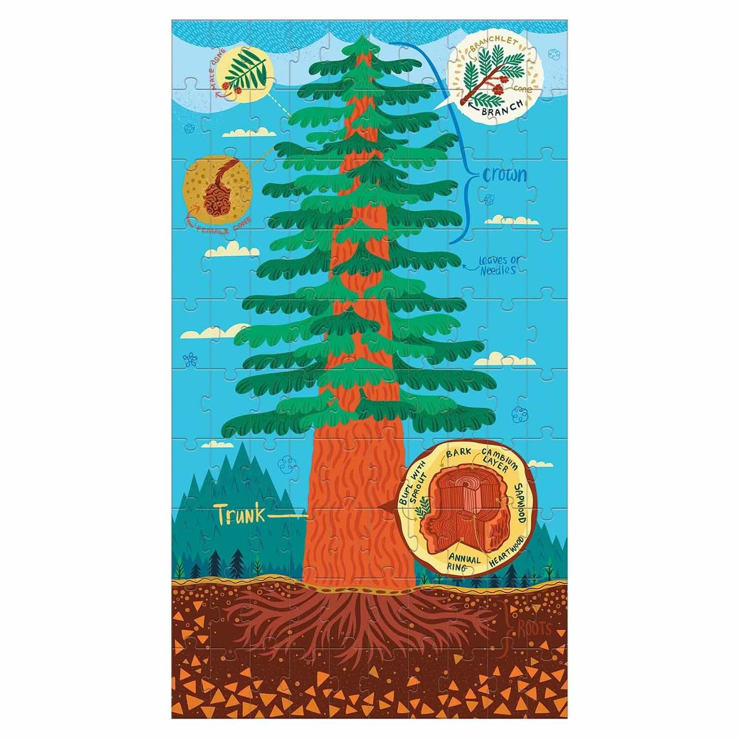 Puz Set Plant Anatomy