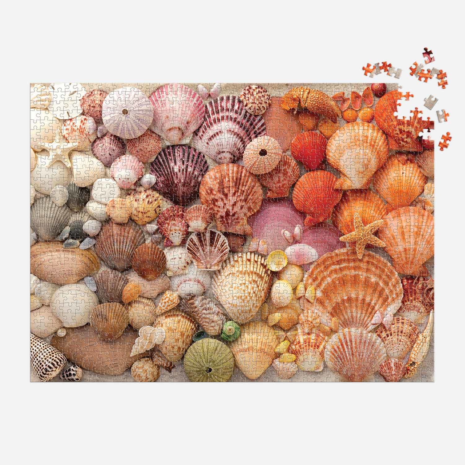 Vibrant Seashells