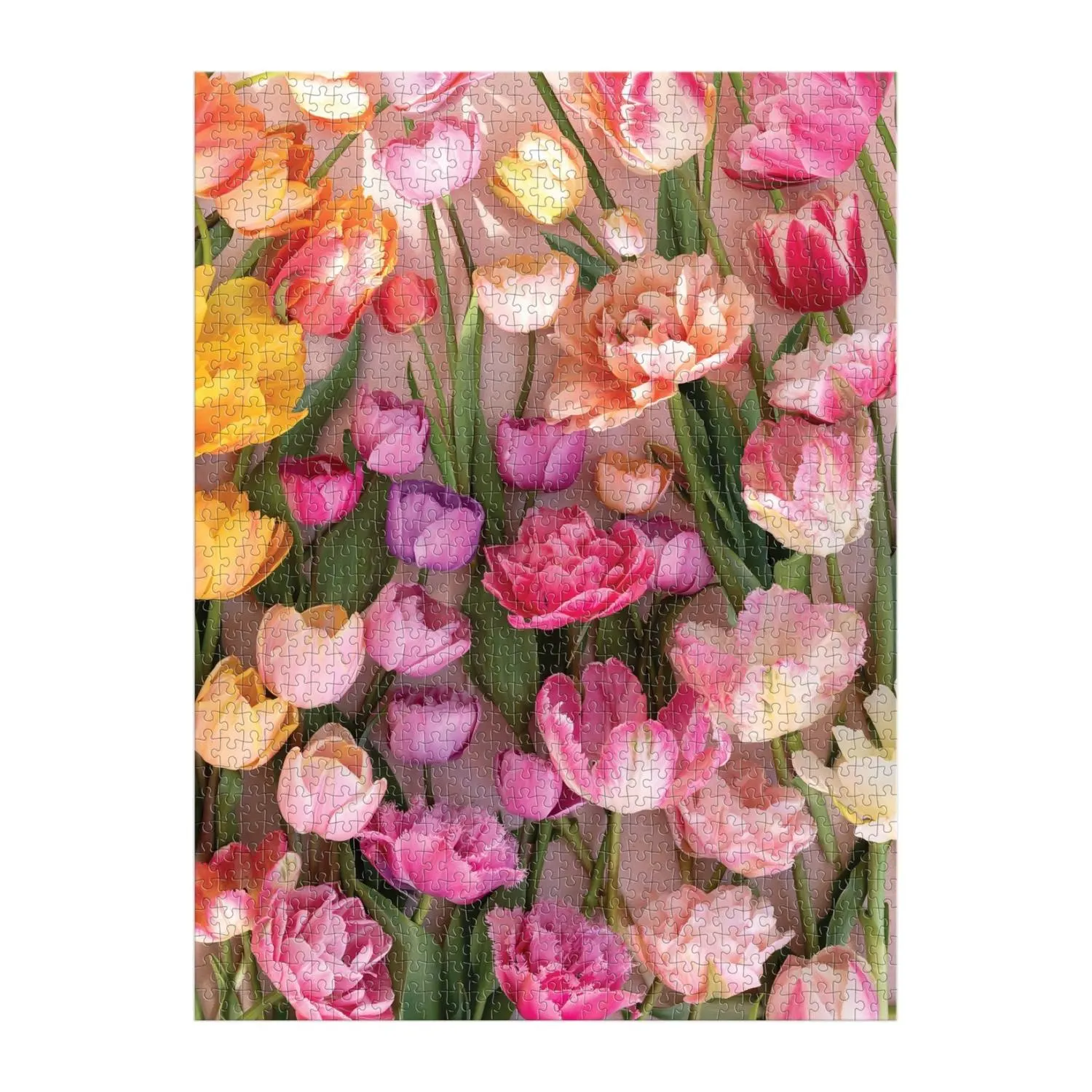 Ephemeral Tulips