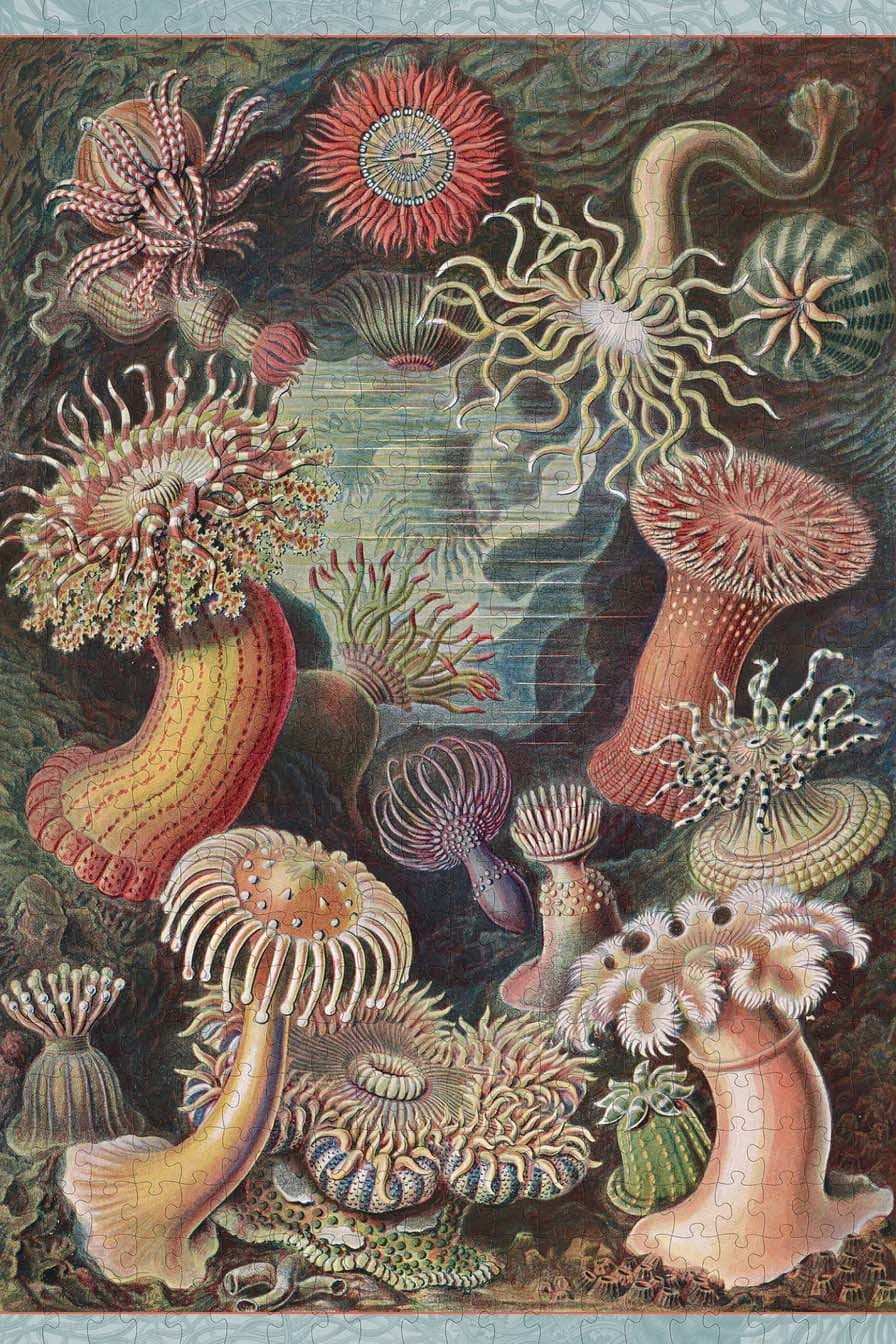 Sea Anemones