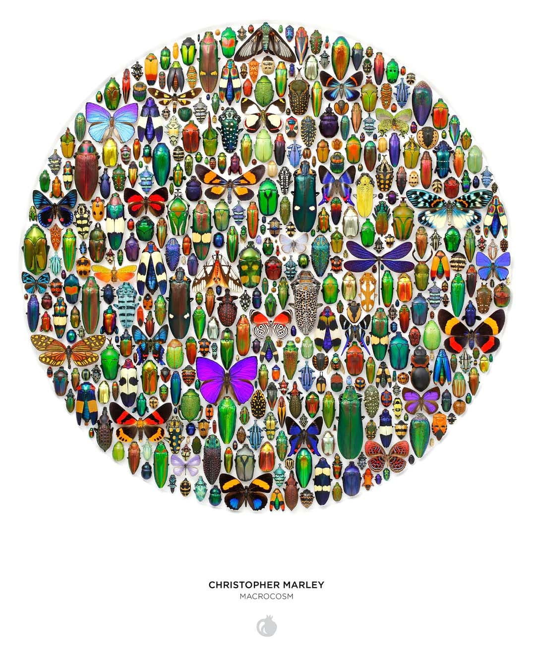 Macrocosm Butterflies and Insects