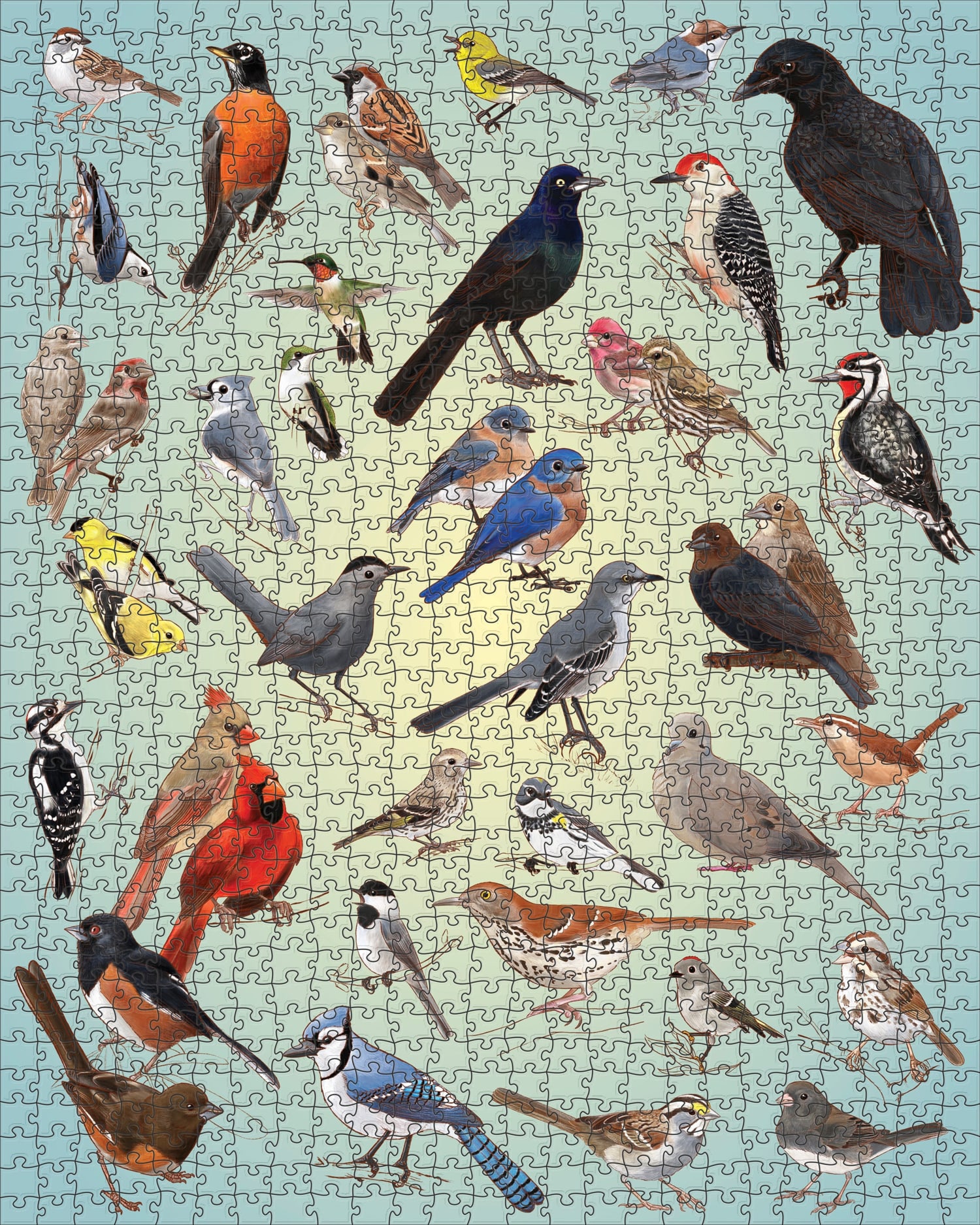 Casey Girard: Backyard Birds