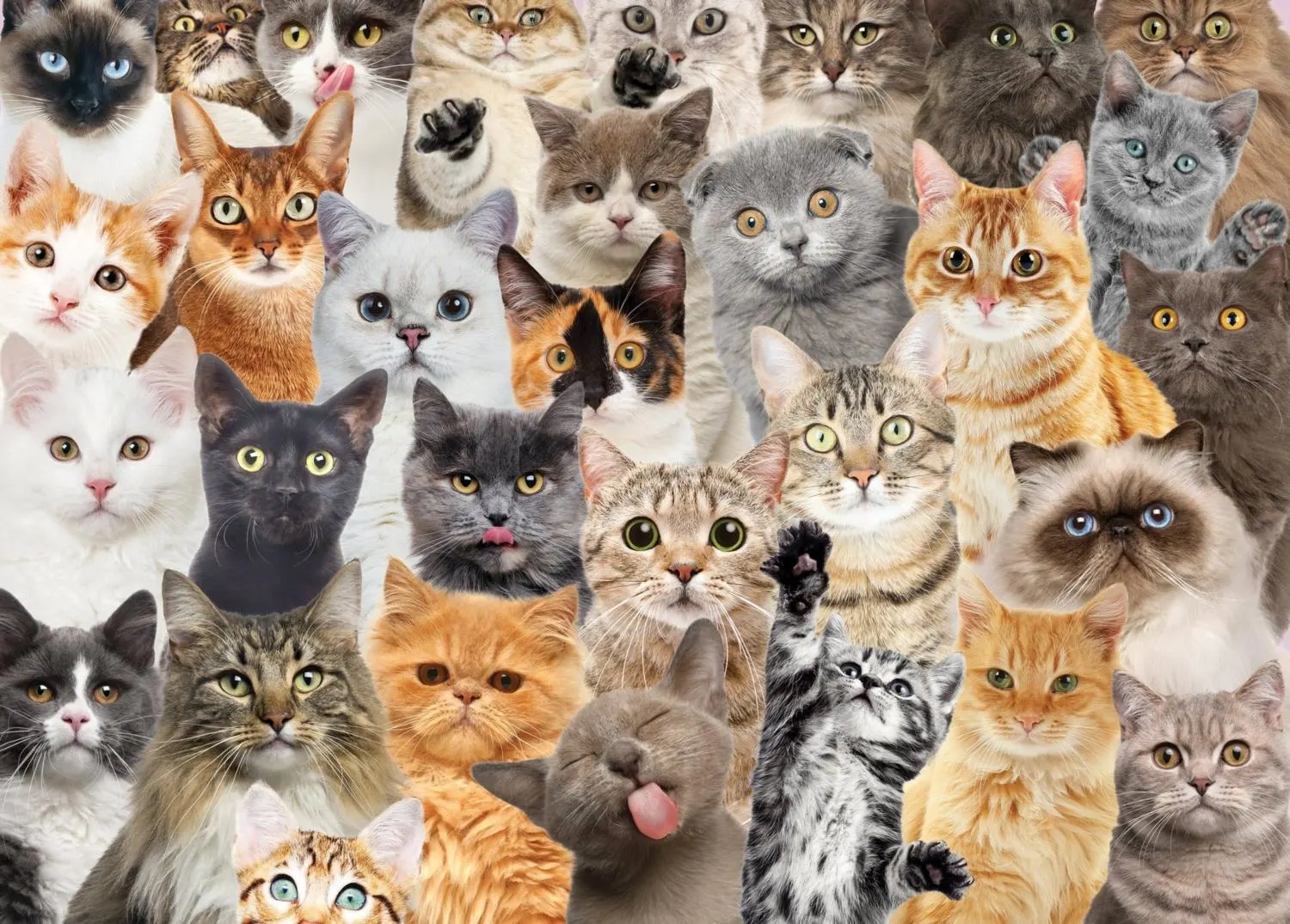 All the Cats Cats