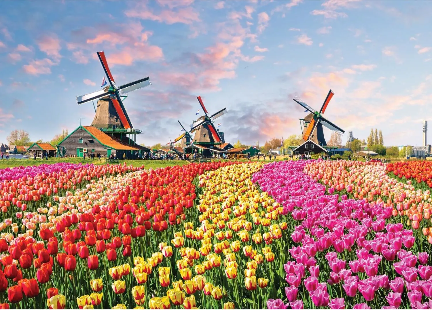 Windmills and Tulips Travel