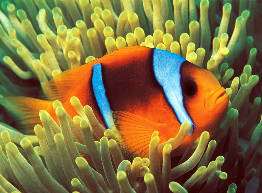 Clownfish Sea Life