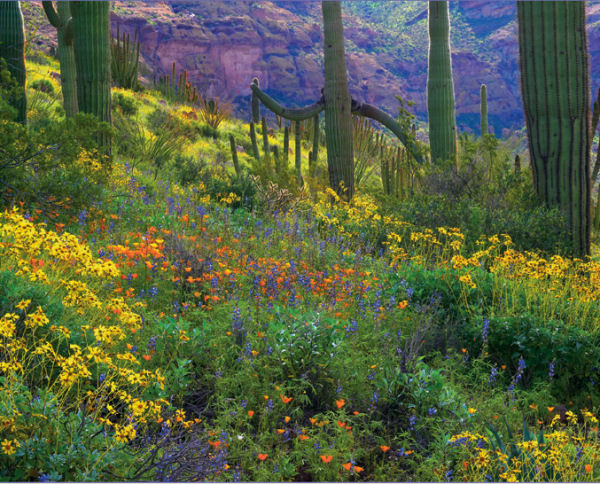 Wildflowers, Sierra Club Landscape