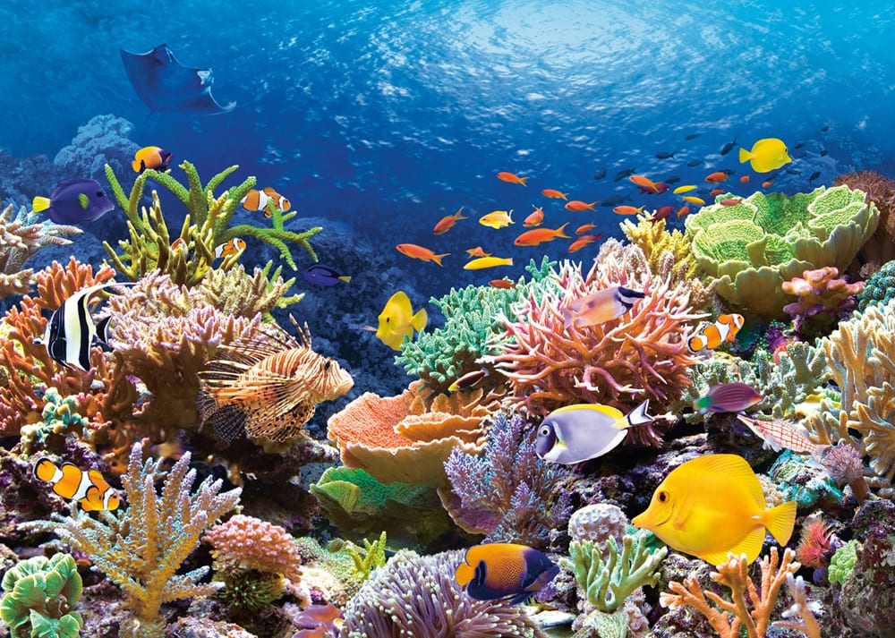 Coral Reef Fishes Sea Life