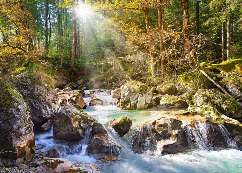 The Forest Stream Forest