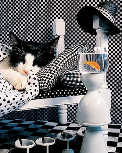 Checkerboard Cat DUP