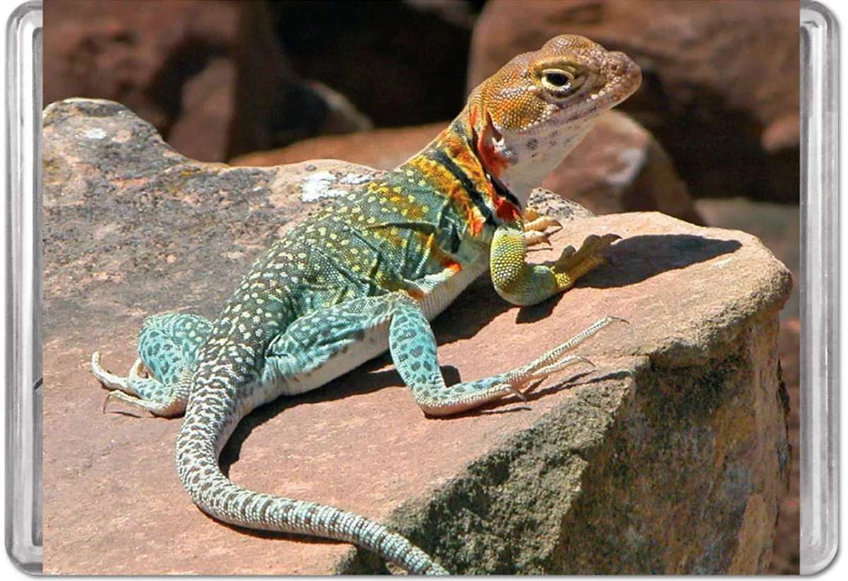 Collared Lizard MiniPix&reg; Puzzle Reptile & Amphibian