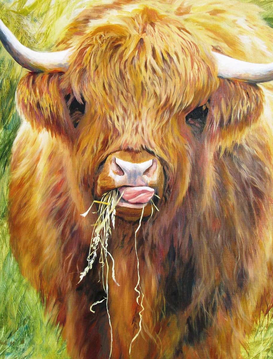 Highland Cow Animals