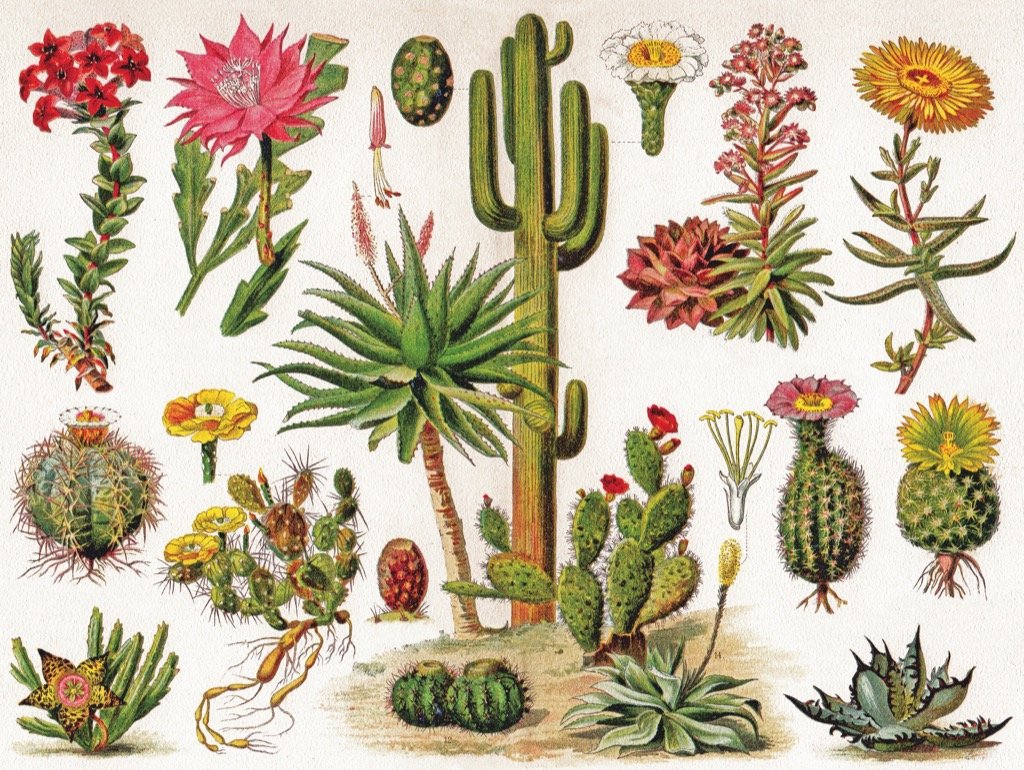Cacti - Cactus Flower & Garden Jigsaw Puzzle