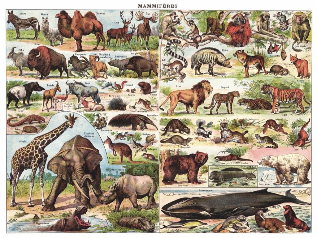 Mammals ~ Mammiferes Animals Jigsaw Puzzle