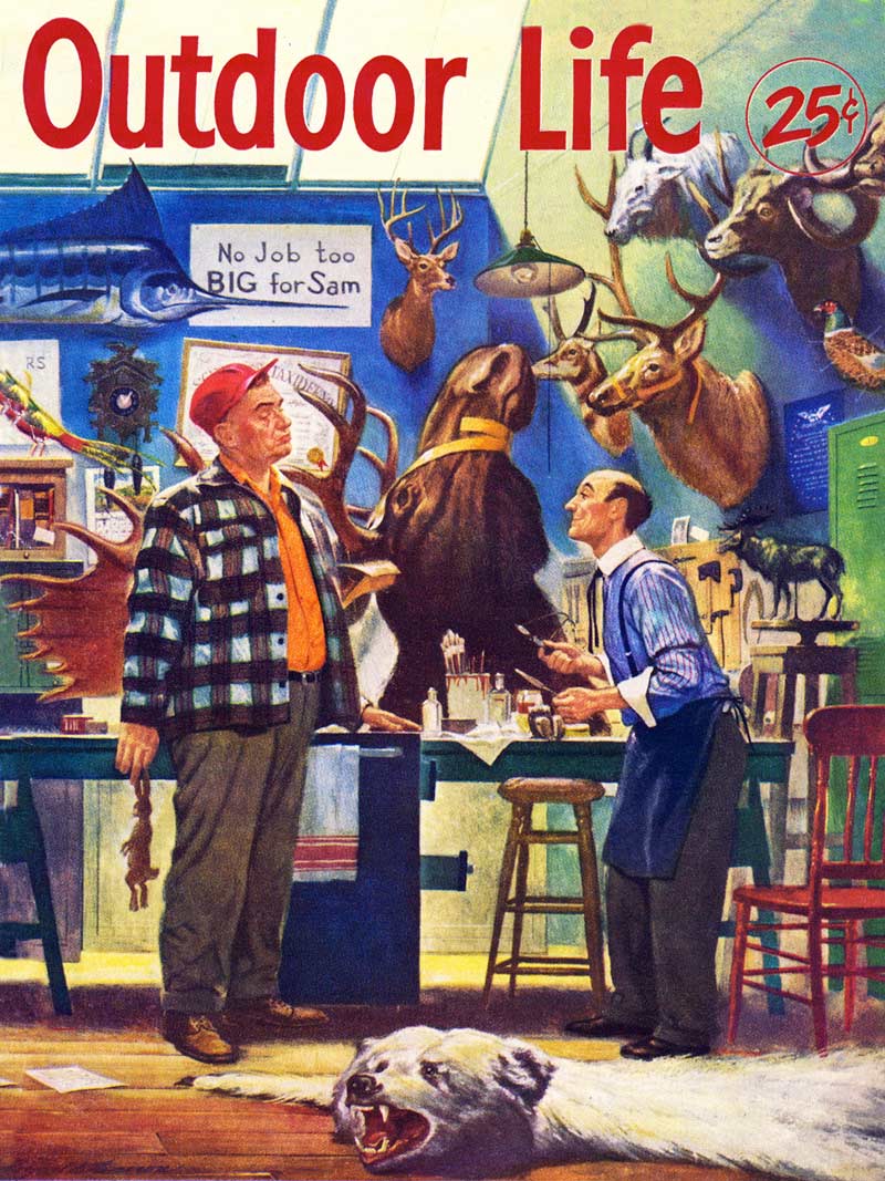 No Job Too Big Forest Animal