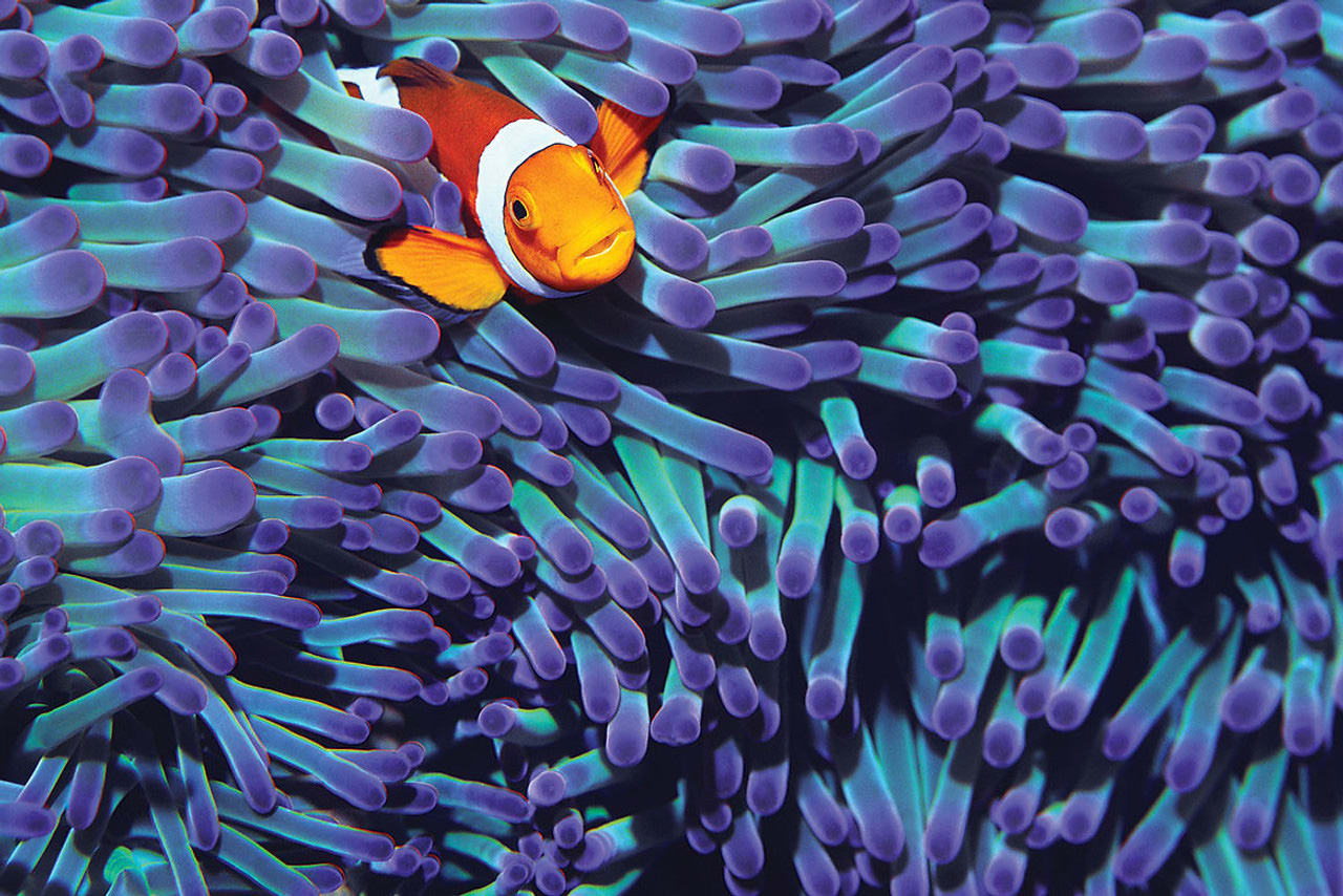 Anemone Clown Fish Sea Life