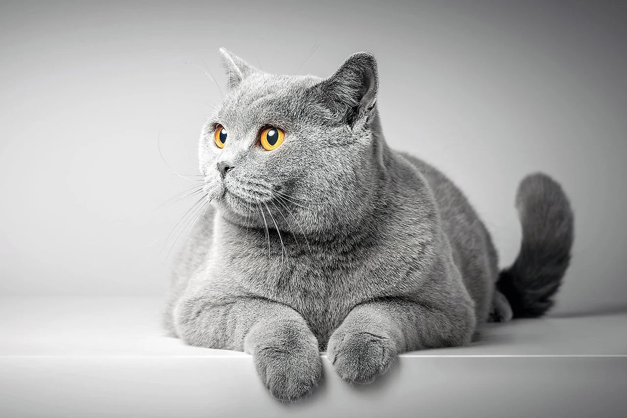 British Shorthair Cat Cats
