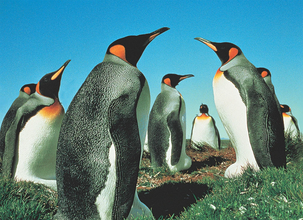 Penguin's Paradise Birds