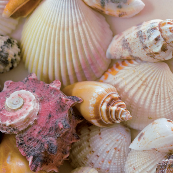 Beach Shells Mother's Day