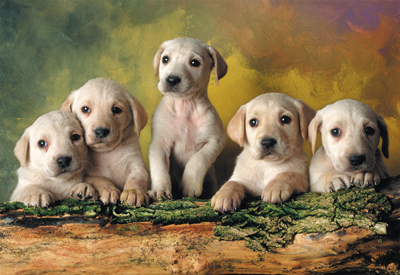Labrador Retrievers Dogs
