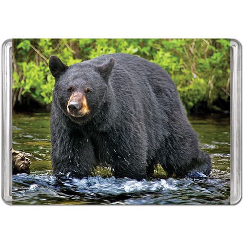 American Black Bear Mini Puzzle Bear