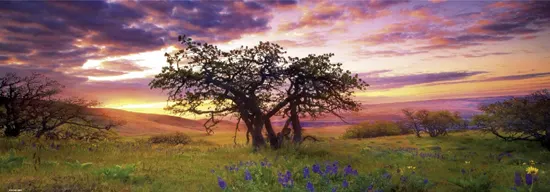 Oak Tree Landscape