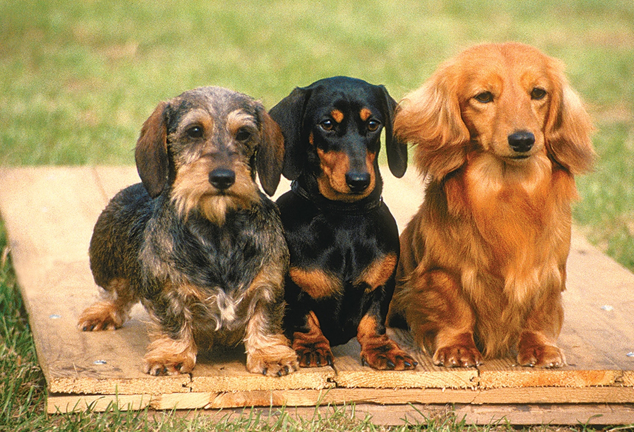Partners Dogs Jigsaw Puzzle