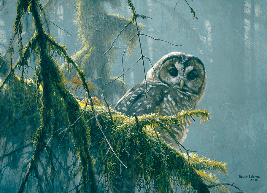 Mossy Branches - Spotted Owl Birds Jigsaw Puzzle