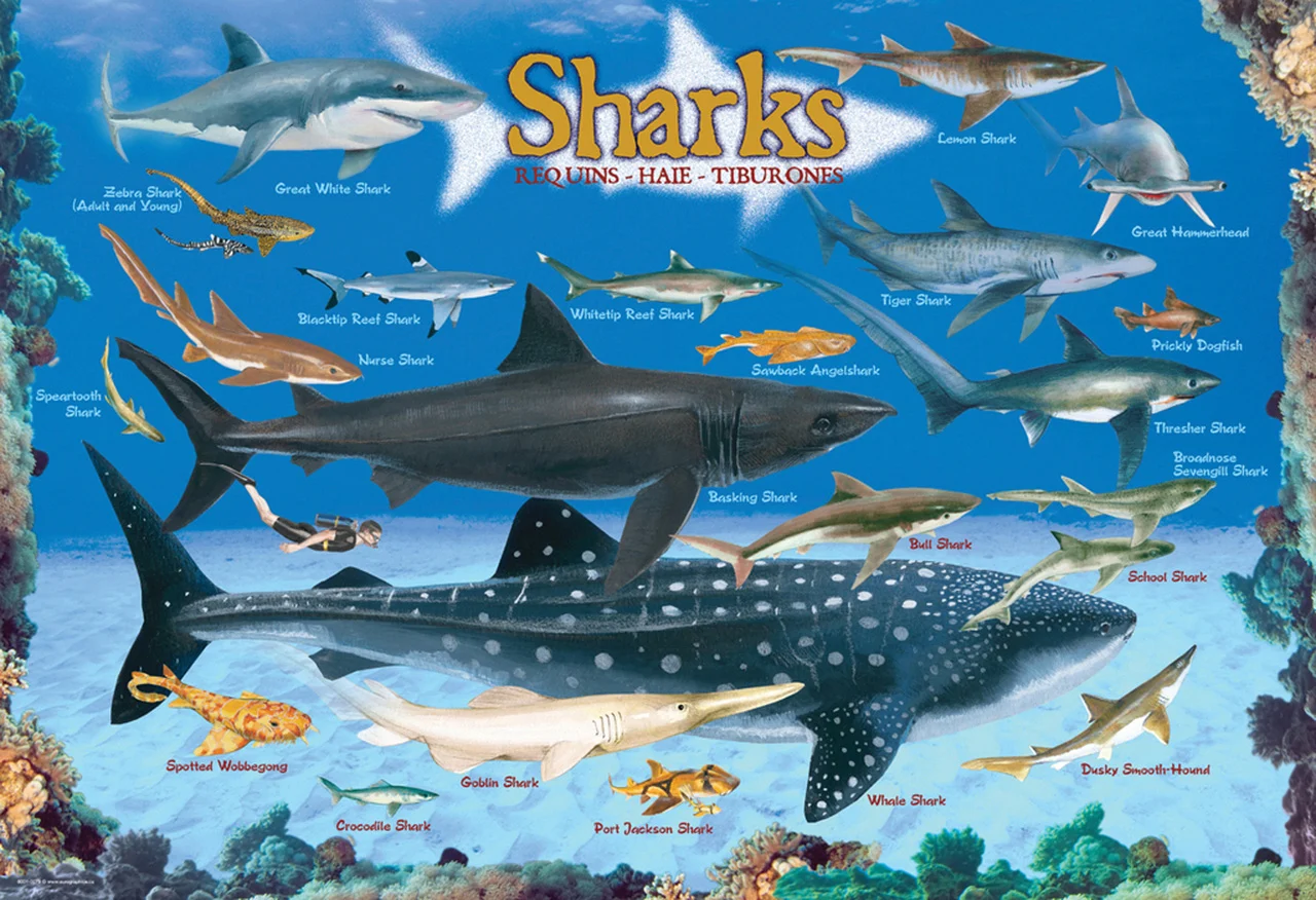Sharks Sea Life