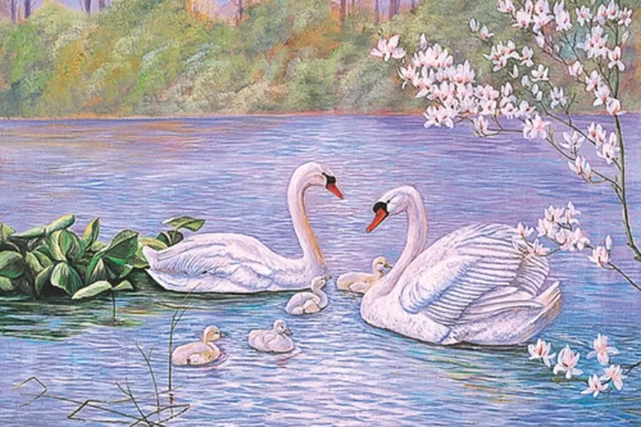 Swan Family Birds