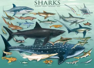 Sharks Sea Life By Eurographics
