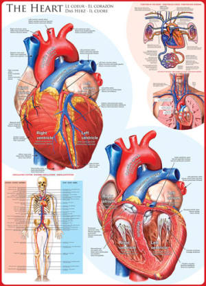 The Heart Science By Eurographics