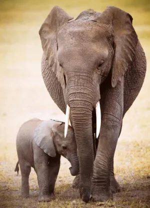 Elephant & Baby Mother's Day By Eurographics
