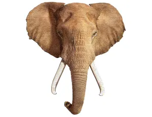 I AM ELEPHANT Elephant By Madd Capp Games & Puzzles