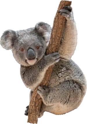 I Am Lil' Koala Animals By Madd Capp Games & Puzzles