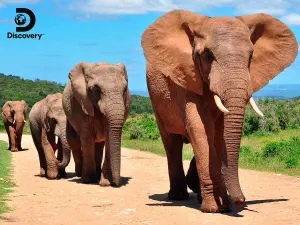 Elephants - Discovery Elephant By Prime 3D Ltd