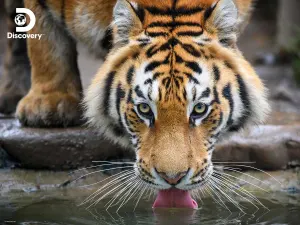 Tiger - Discovery Big Cats By Prime 3D Ltd