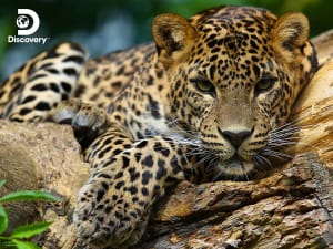 Leopard - Discovery Big Cats By Prime 3D Ltd