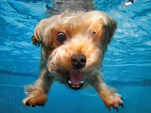 Underwater Dogs Dogs By Prime 3D Ltd